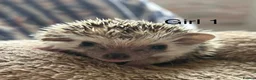 Pygmy Hedgehog rodents for sale: Baby pgymy hedgehogs for sale  - Advert 2