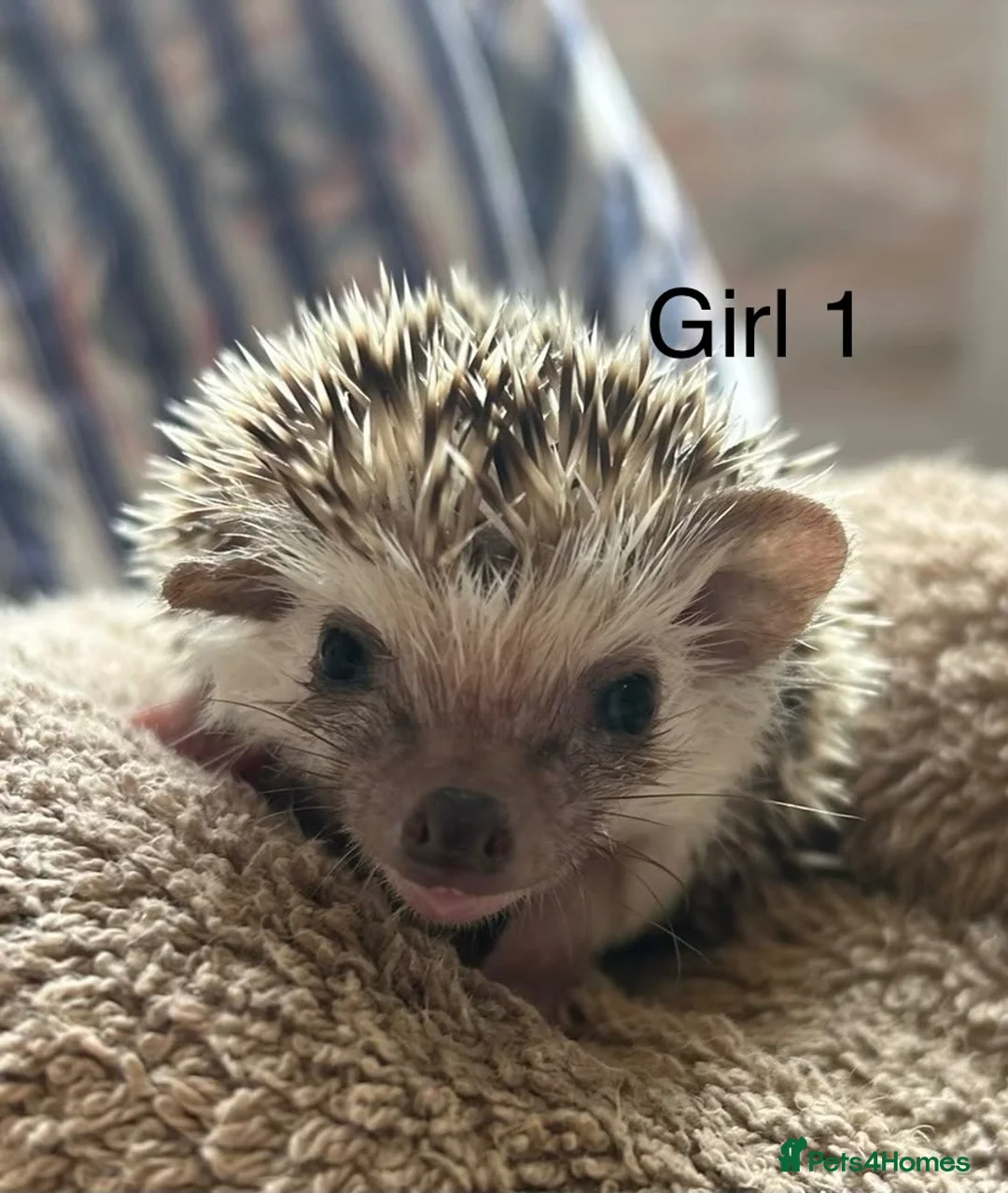 Pygmy Hedgehog rodents for sale: Baby pgymy hedgehogs for sale  - Advert 2