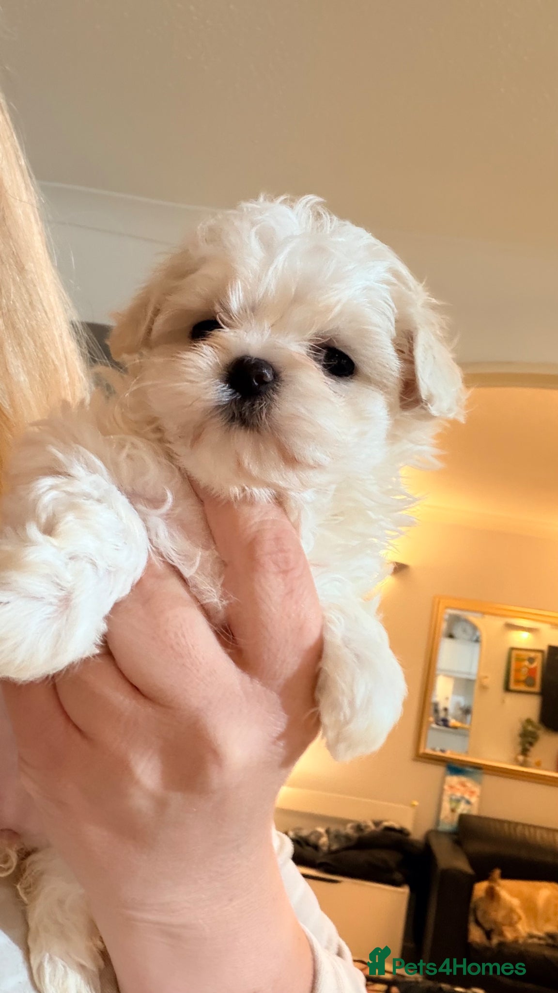 Maltipoo dogs Asian Toy Maltipoos  - Advert 6