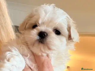 Maltipoo dogs Asian Toy Maltipoos - Advert 3