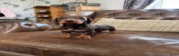 Dachshund dogs for sale: Miniature Dachshund Puppies  - Advert 5