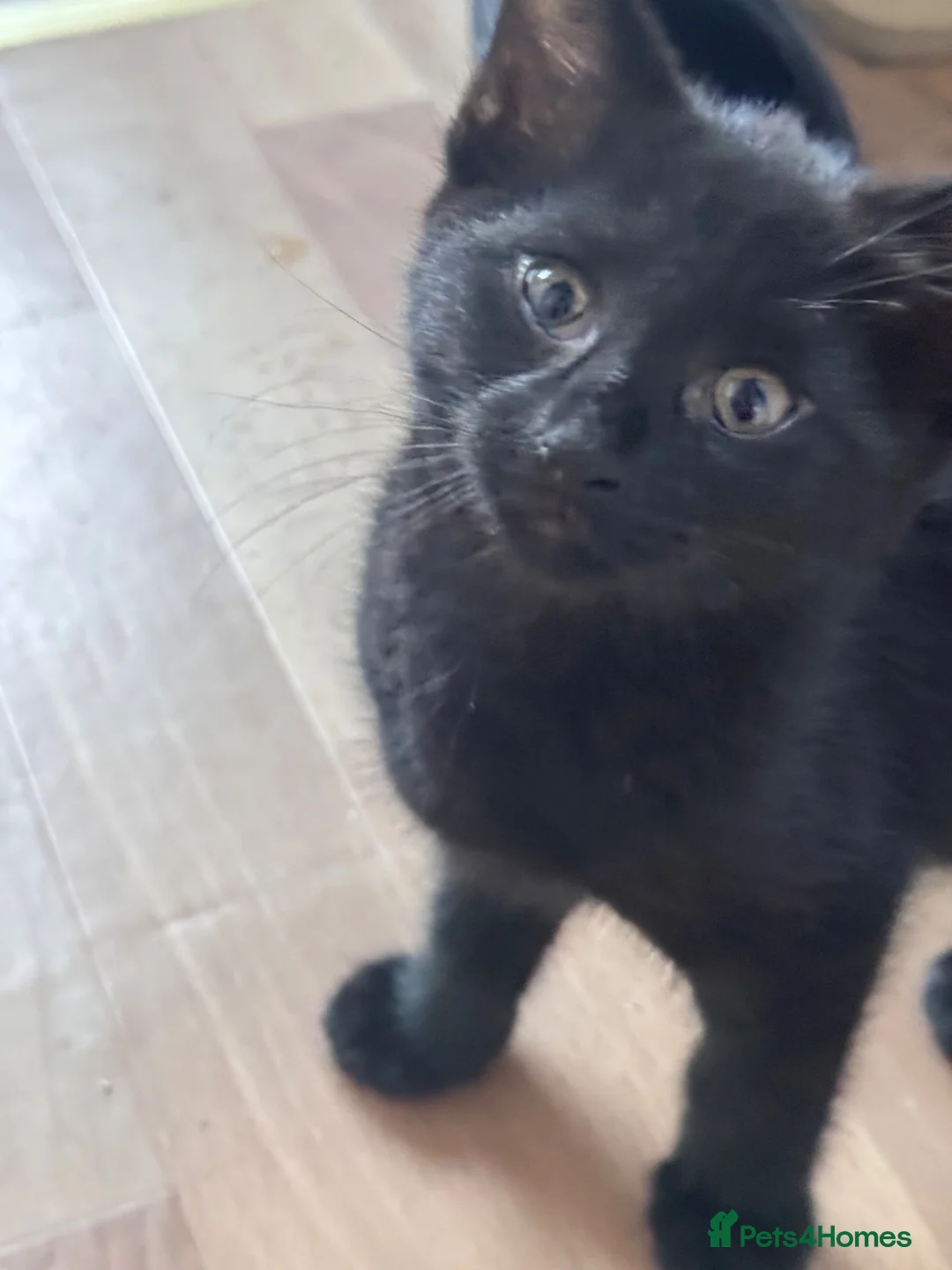 Mixed Breed cats for sale: Lovely Male Kitten Ready for His Forever Home 🐾 - Advert 6