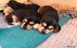 Cocker Spaniel dogs for sale: Beautiful litter of KC reg Cocker Spaniel puppies - Image 4