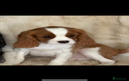 Cavalier King Charles Spaniel dogs for sale: Beautiful health tested cavalier King Charles pups - Image 1