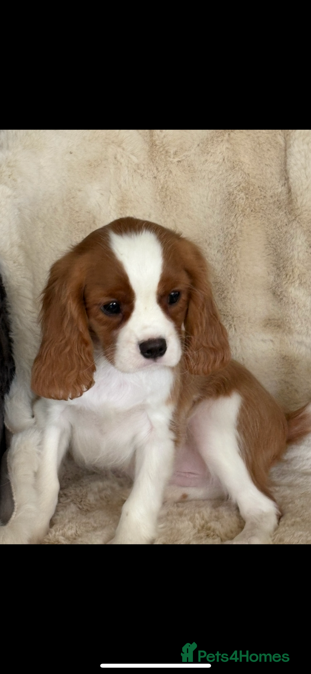 Cavalier King Charles Spaniel dogs for sale: Beautiful health tested cavalier King Charles pups - Image 1
