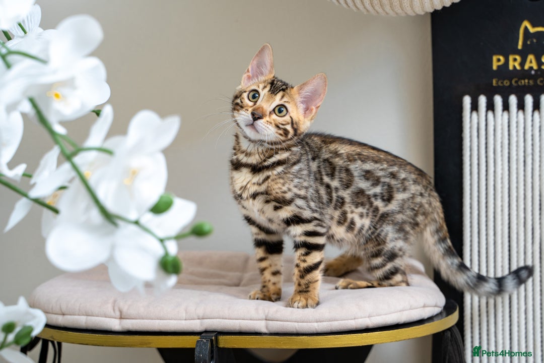 Bengal cats for sale: Top quality Bengal Girl- TICA reg.- AVAILABLE NOW - Advert 31