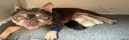 French Bulldog dogs for sale: STUNNING FRENCH BULLDOG GIRL - Advert 11