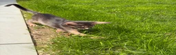 Abyssinian cats for sale:     Gorgeous kittens from champion parents 😽 - Advert 6