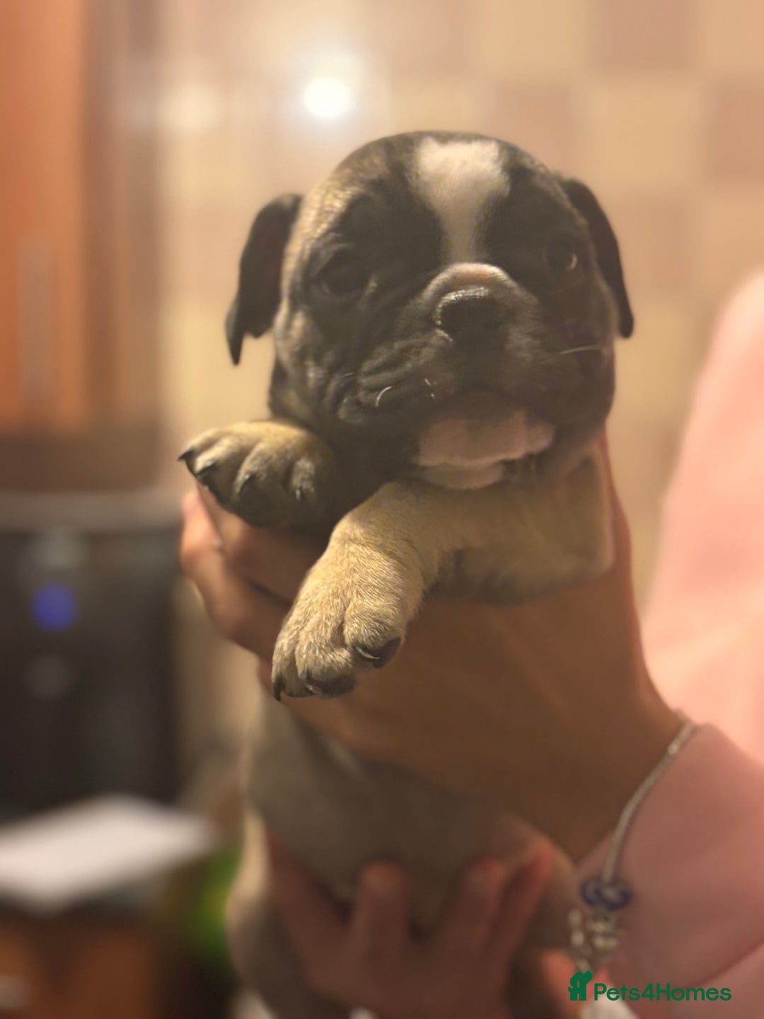 Mixed Breed dogs for sale: French bulldog x British bulldog  - Image 22