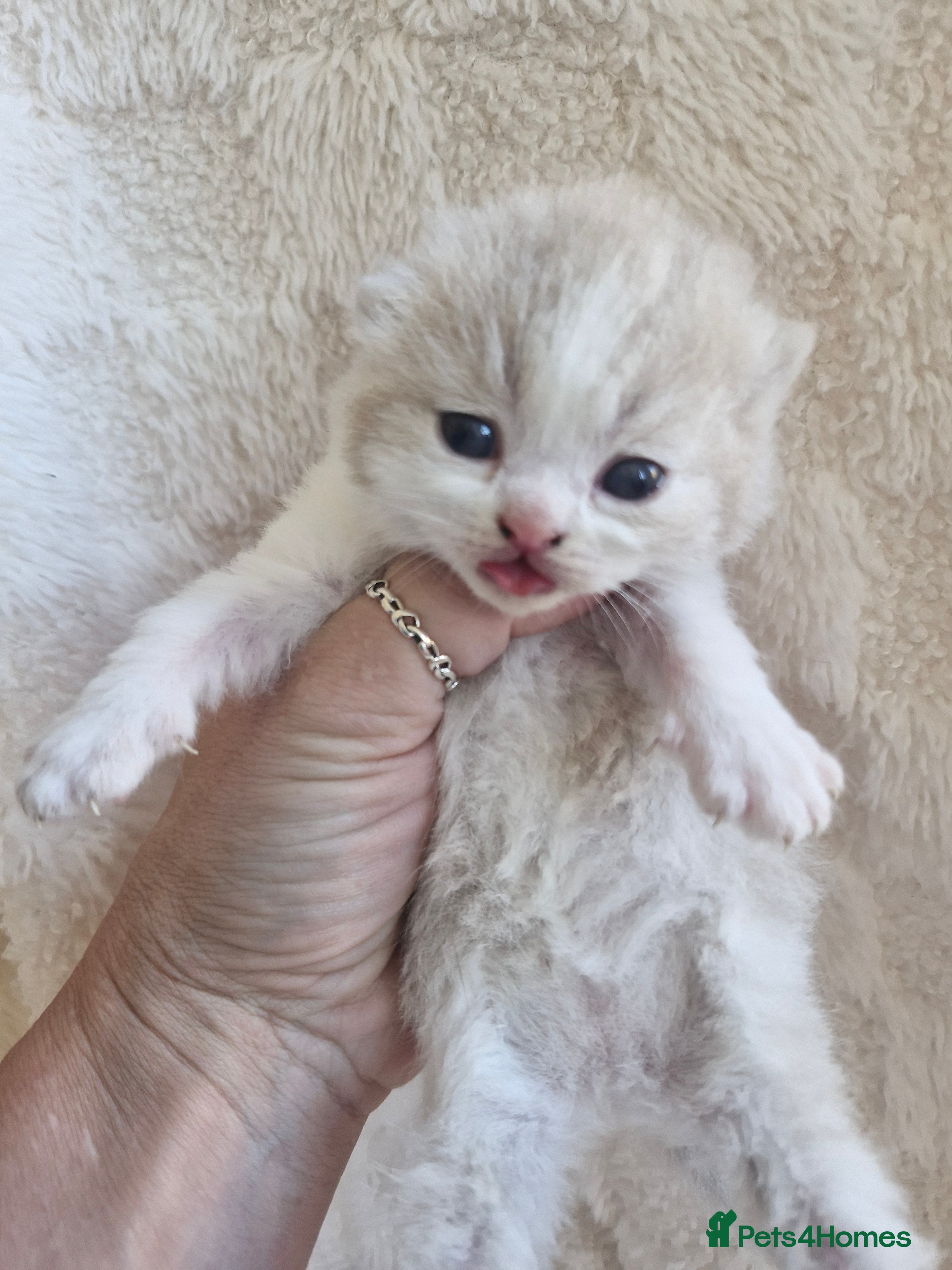 British Shorthair cats British shorthair kittens - Advert 2