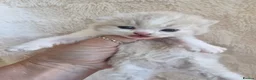 British Shorthair cats for sale: British shorthair kittens - Advert 8