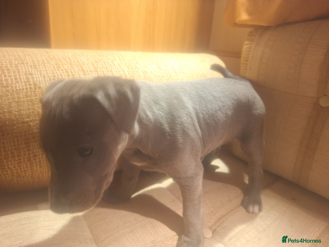Mixed Breed dogs for sale: Blue staff whippet Cross  - Advert 8