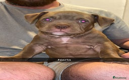 American Bully dogs for sale: Pocket bullies  ready to leave!! (Reduced) - Image 30
