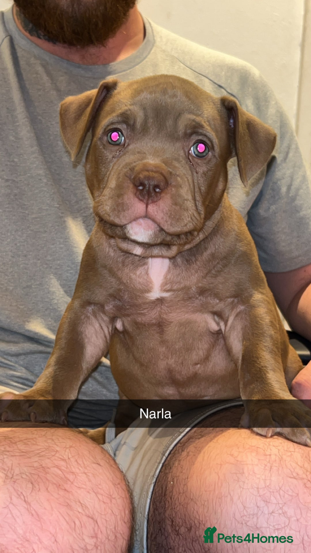 American Bully dogs for sale: Pocket bullies  ready to leave!! (Reduced) - Image 30