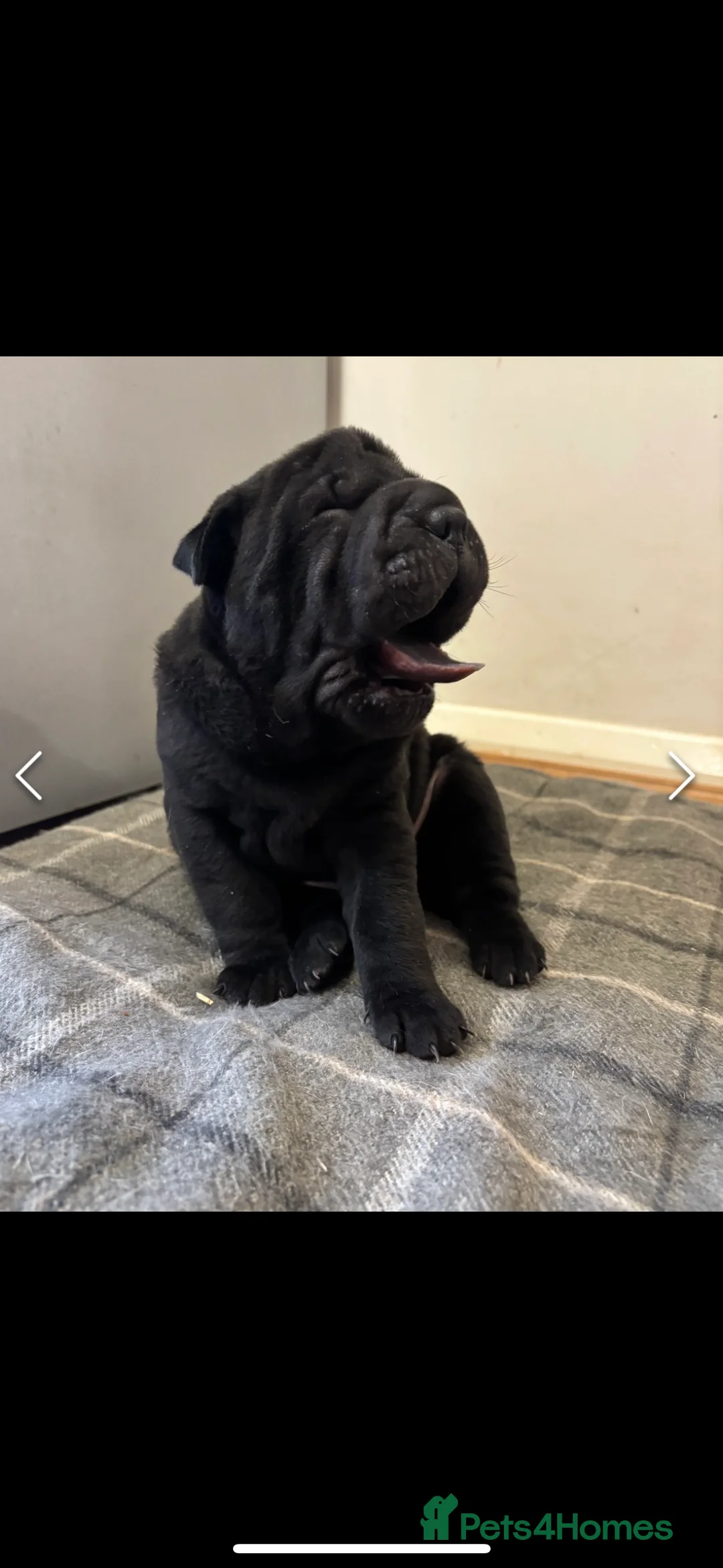 Shar Pei dogs for sale: 15 week old puppy needs new home! - Advert 6