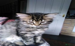 Domestic Shorthair cats for sale: Beautiful kittens looking for, forever homes. - Image 8