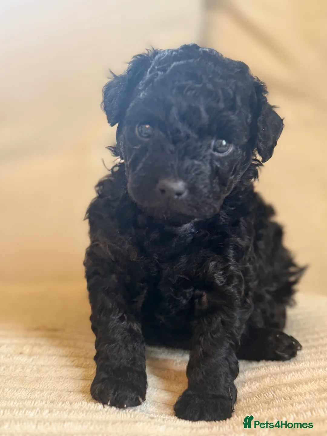 Jackapoo dogs for sale: Gorgeous female toy poodle cross Jack Russel  in Gillingham - Advert 1