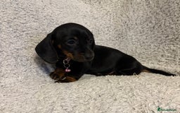 Miniature Dachshund dogs for sale: Miniature dachshund  - Image 12