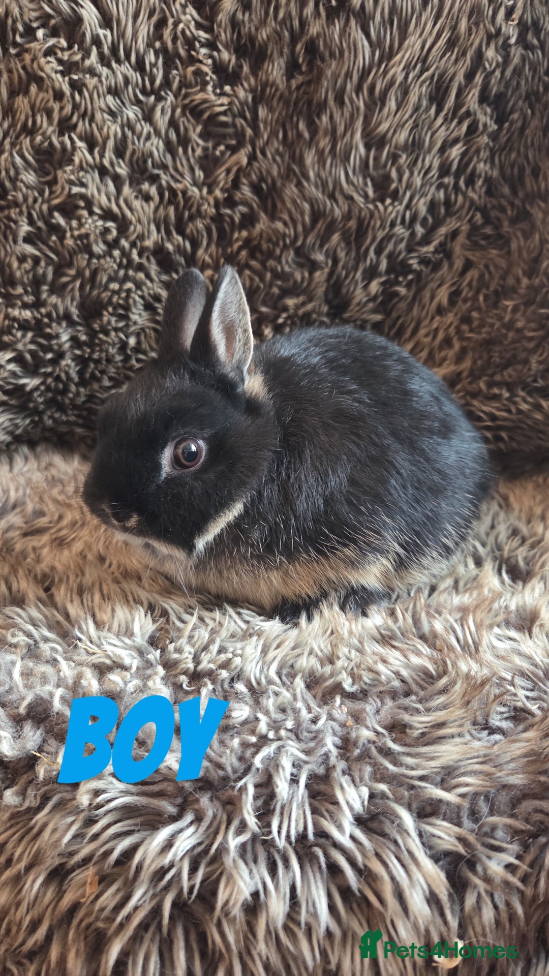 Netherland Dwarf rabbits for sale: Baby Netherland Dwarfs  - Advert 8