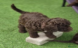 Sproodle dogs for sale: Gorgeous Chocolate Sproodle Puppies - Image 6