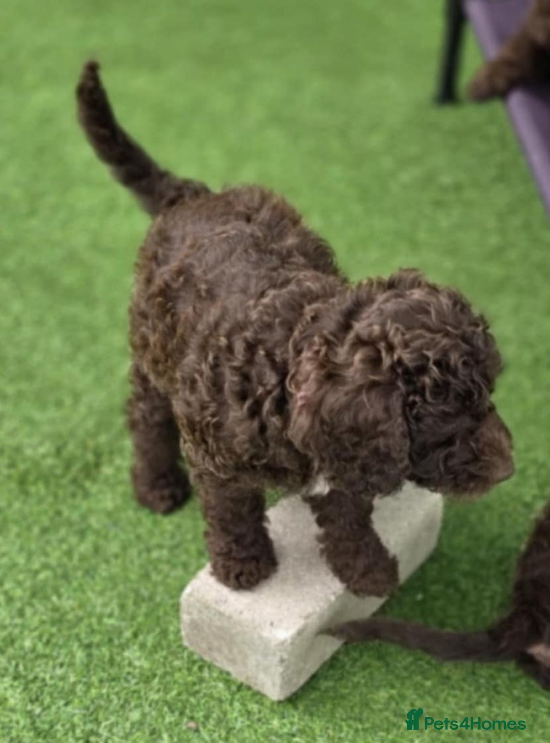 Sproodle dogs for sale: Gorgeous Chocolate Sproodle Puppies - Image 6
