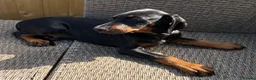 Dobermann dogs for sale: Champion and working lines KC Doberman litter - Advert 18