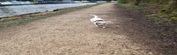 Mixed Breed dogs for sale: Rehoming  in Burnley - Advert 3