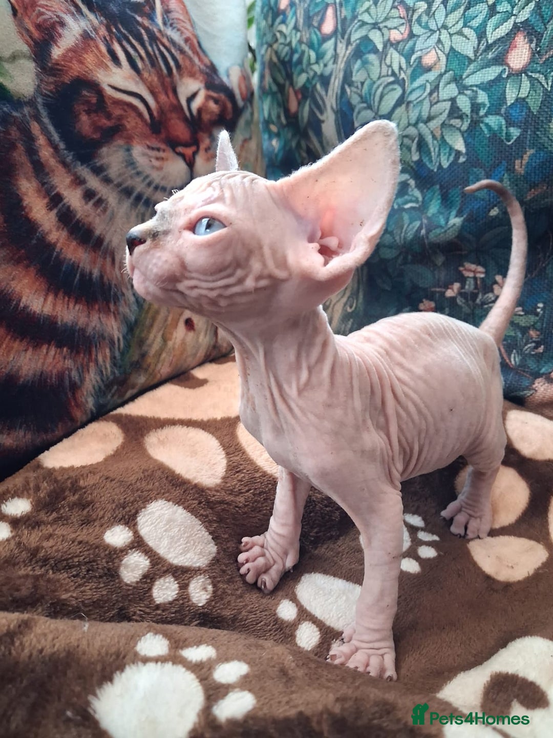 Sphynx cats for sale: Sphynx Kittens - Advert 5
