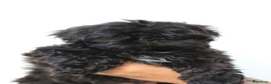 Shih Tzu 3