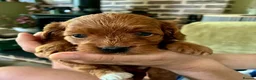 Cavapoo dogs for sale: cavapoos in Pershore - Advert 8