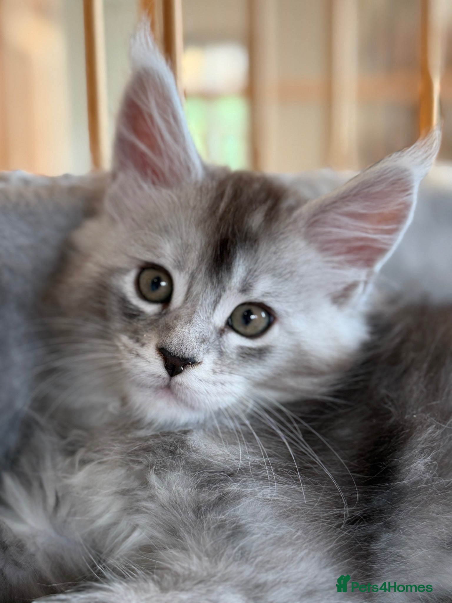 Maine Coon cats Beautiful black smoke & silver shaded Maine coons  - Advert 1