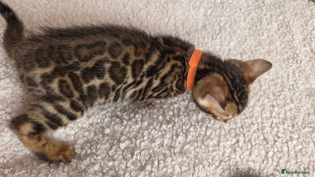Bengal cats for sale: ✨ Bengal TICA Registered kittens Available ✨🐱 - Image 6