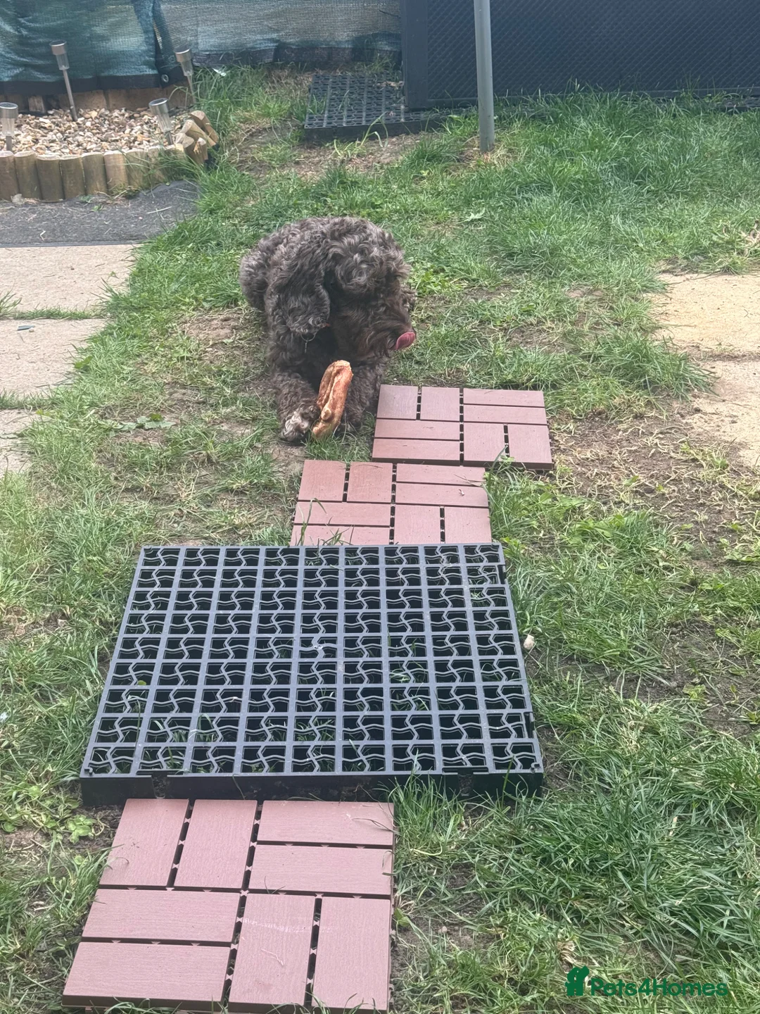 Mixed Breed dogs for adoption: Rehoming needed asap in Newcastle upon Tyne - Advert 4