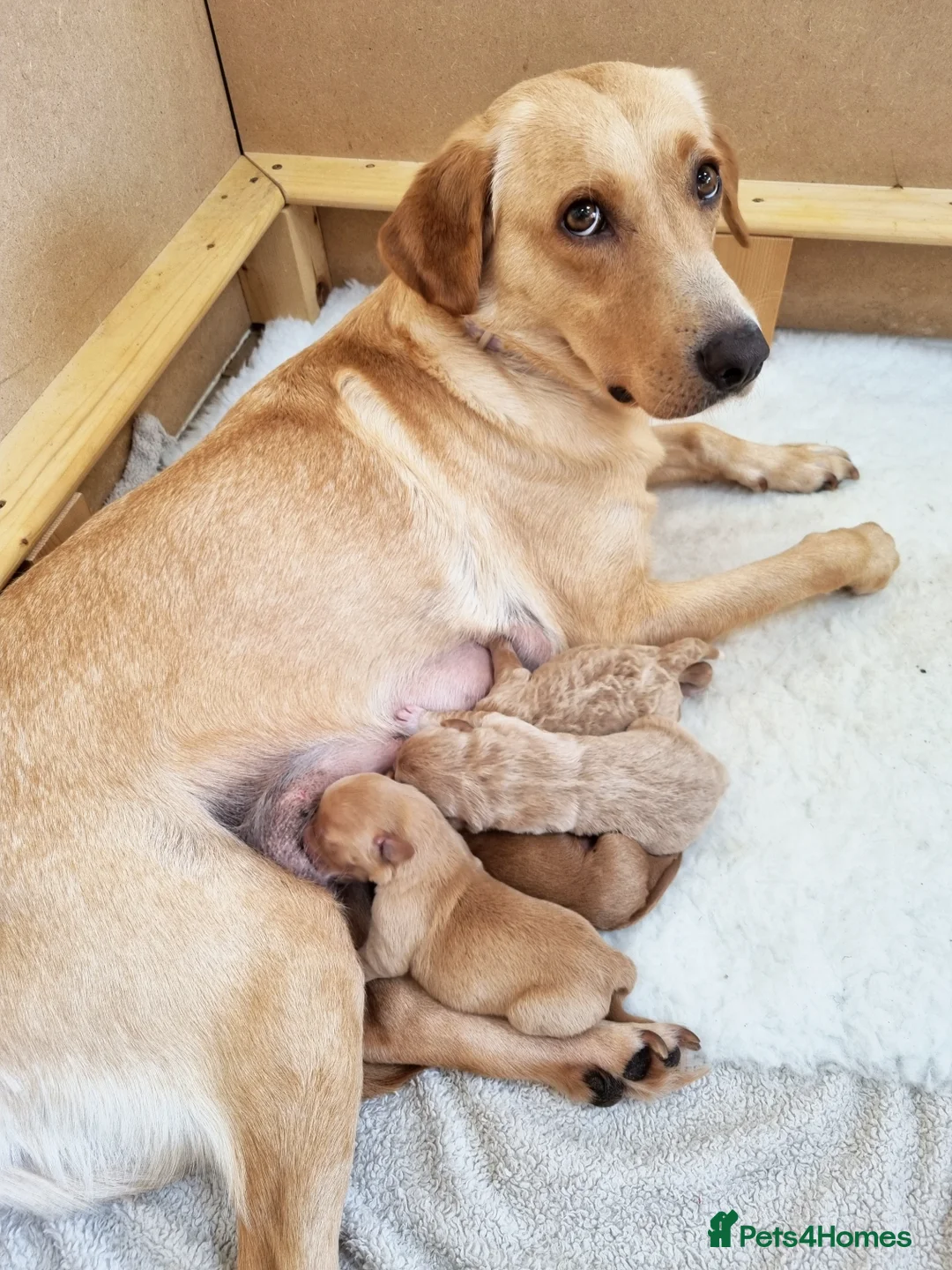 Australian Labradoodle dogs for sale: Stunning red F1b Australian Labradoodle puppies  - Image 34