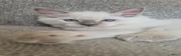 Ragdoll cats for sale: Pure White Raggdol - Advert 1