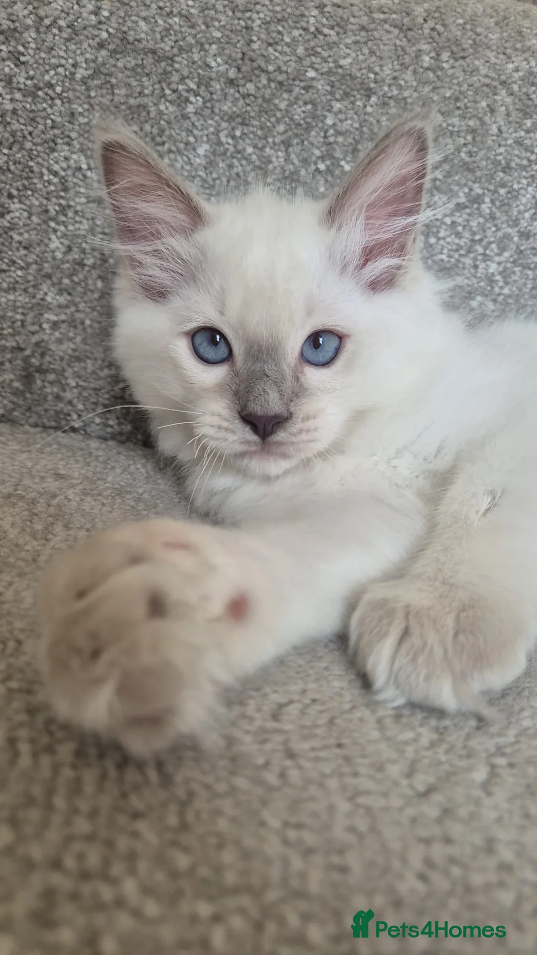 Ragdoll cats for sale: Pure White Raggdol - Advert 1