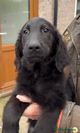 Flat coated Retriever dogs - Advert 1