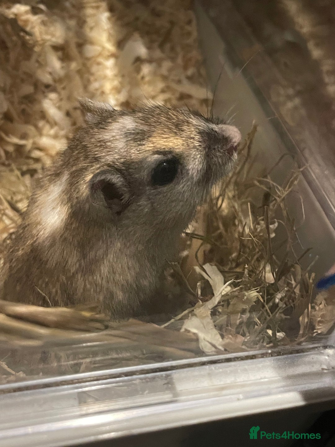 Gerbil rodents for sale: Female gerbils - Advert 2