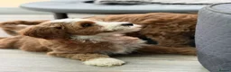 Labradoodle dogs for sale: Extensively health tests - guaranteed - Advert 4