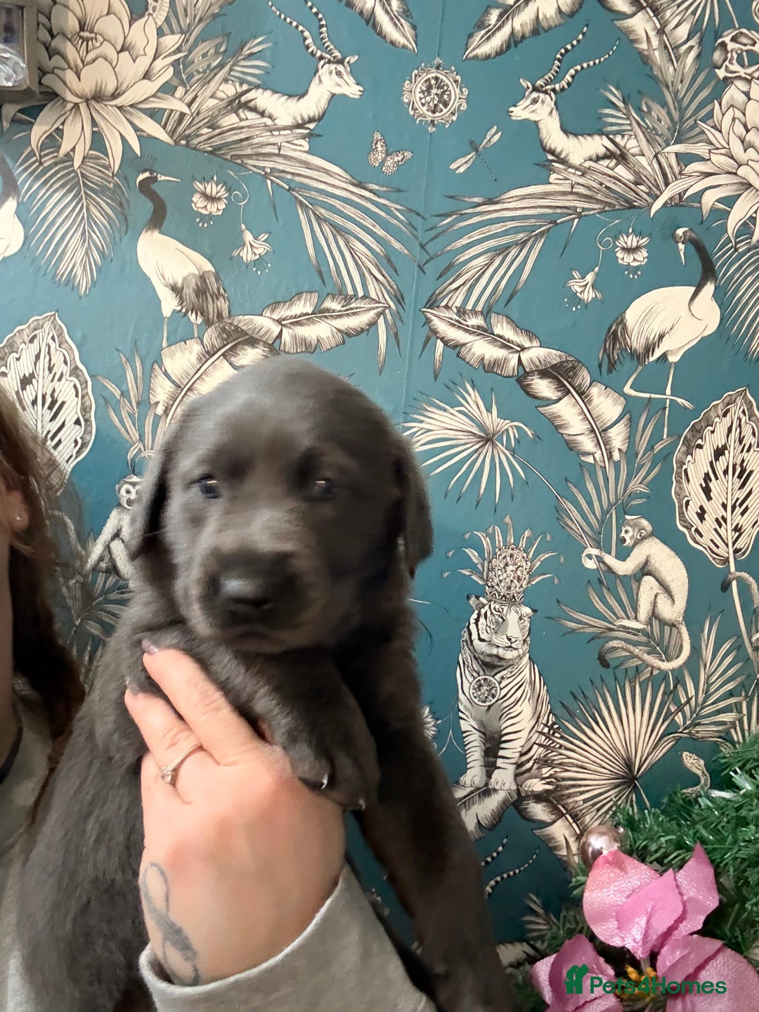 Labrador Retriever dogs for sale: Gorgeous pup - Advert 4