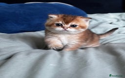 Scottish Fold cats for sale: Scottish Straight Golden Shaded Rare Affectionate - Image 20