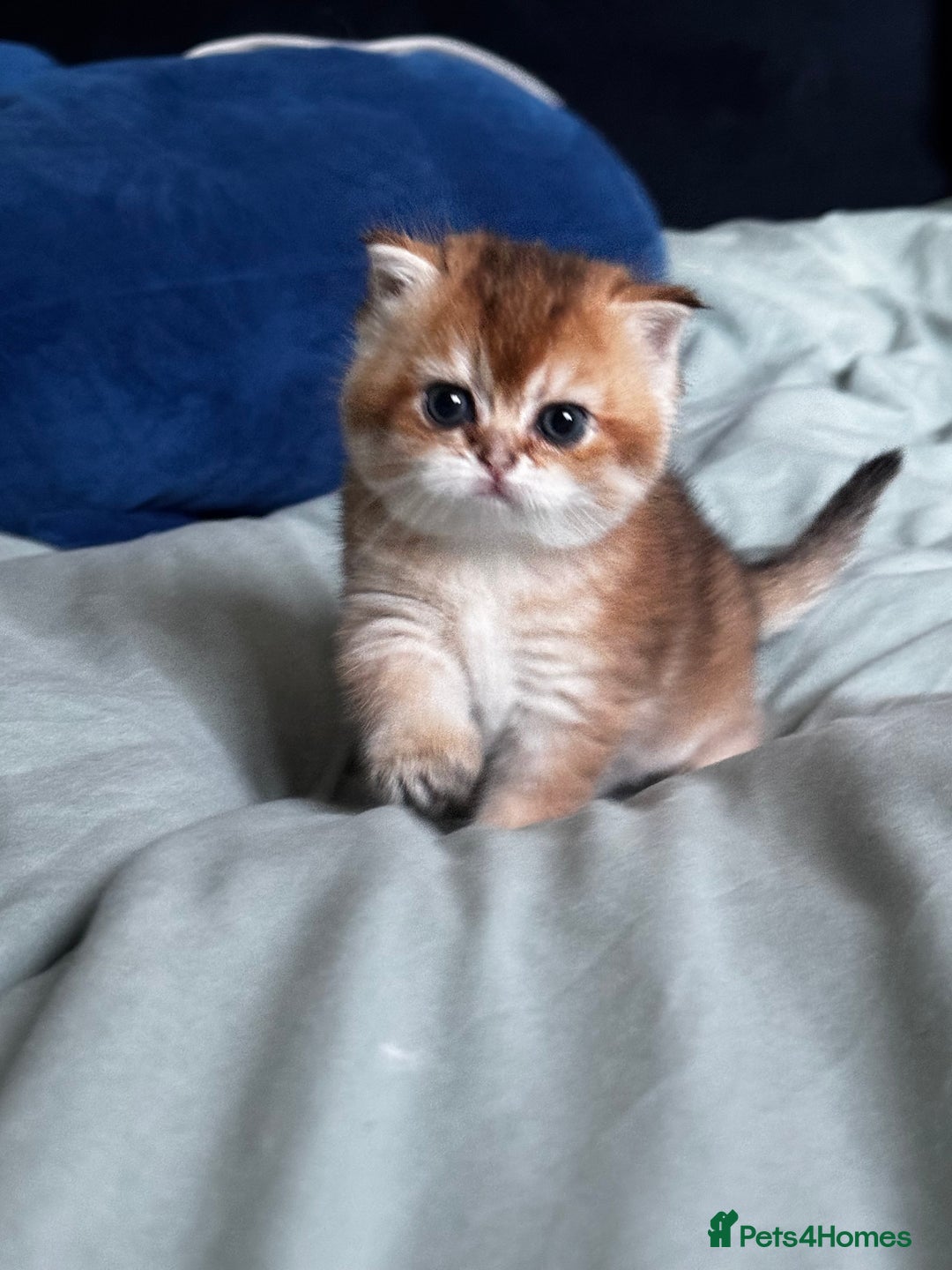 Scottish Fold cats for sale: Scottish Straight Golden Shaded Rare Affectionate - Image 20