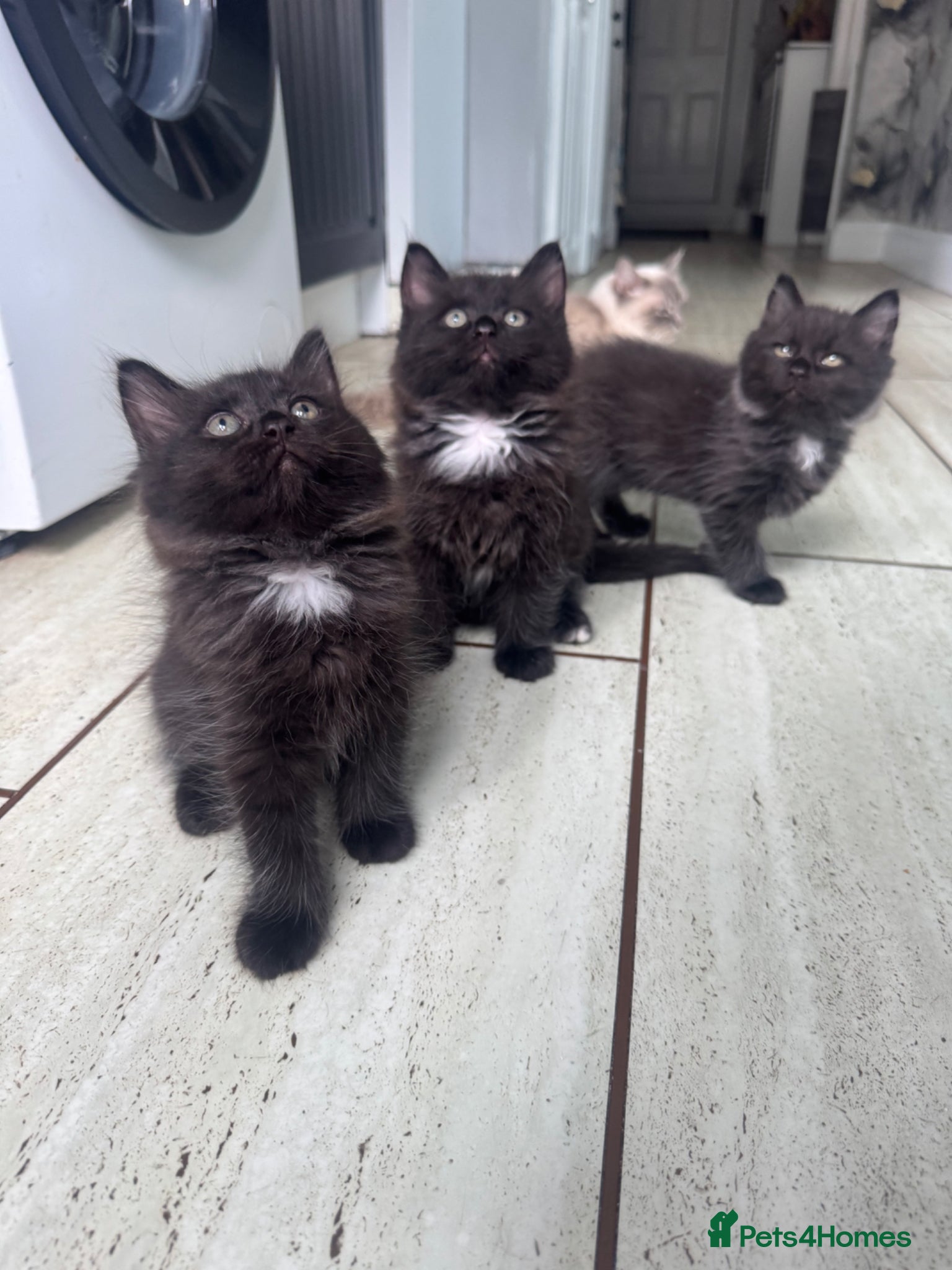 Ragdoll cats for sale: Stunning 1/2 ragdoll babies.  - Advert 2