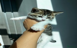 Siberian cats for sale: Half Siberian Wild forest Kittens 2x for £380 - Image 17
