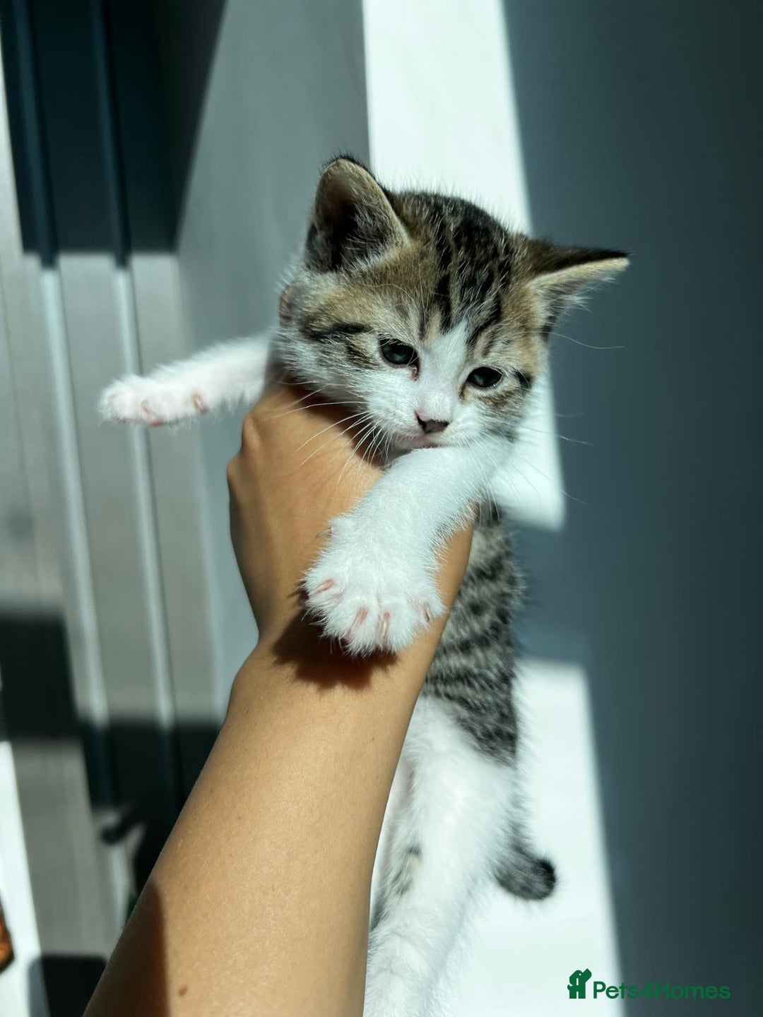 Siberian cats for sale: Half Siberian Wild forest Kittens 2x for £380 - Image 17