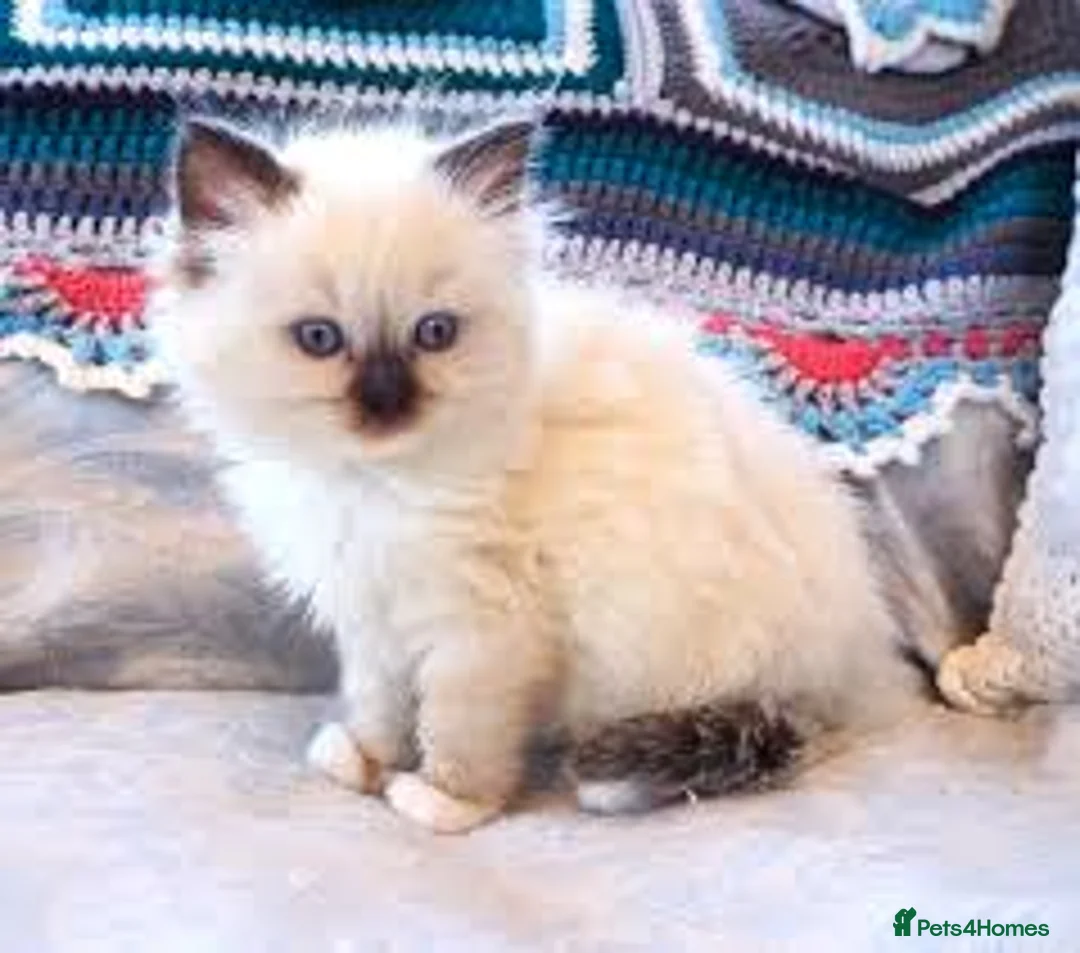 Ragdoll cats for sale: Cute Ragdoll  kittens - Advert 5
