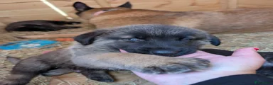 Mixed Breed Puppy 1