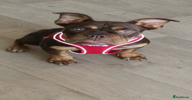 Olde English Bulldogge dogs - Advert 6