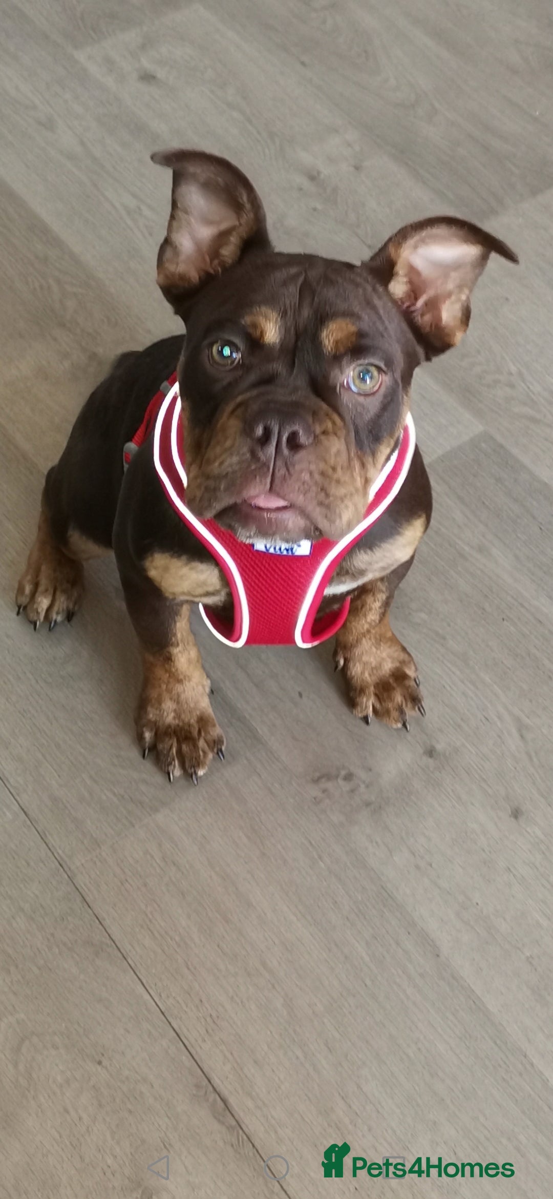 Olde English Bulldogge dogs for sale: Olde English bulldog - Image 2