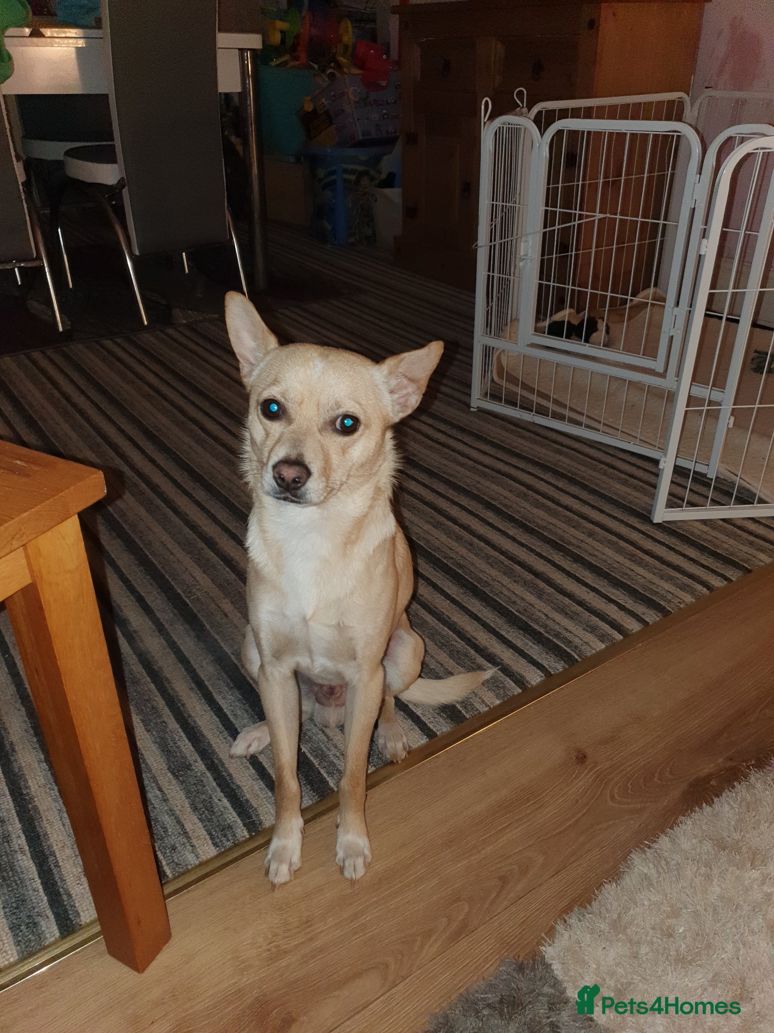 Mixed Breed dogs Fordyce is a Yr old - Advert 3